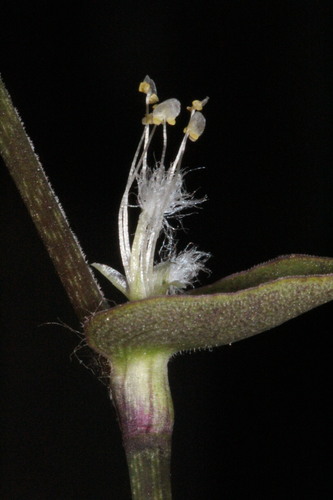 Callisia