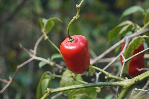 Capsicum