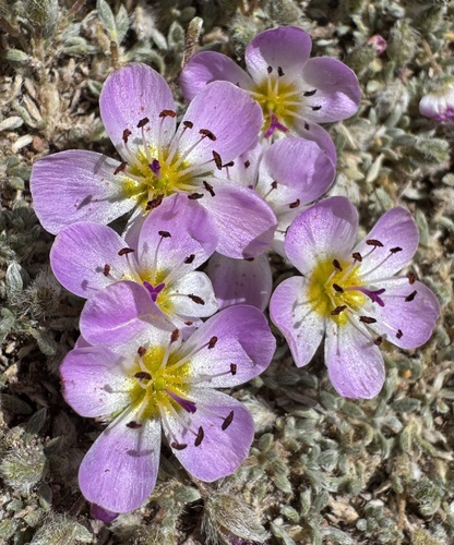 Caryophyllales