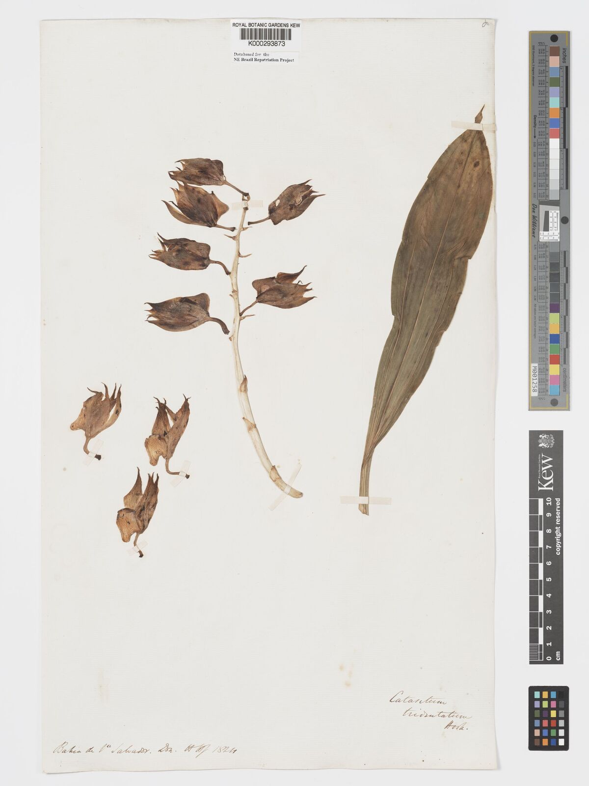 Catasetum macrocarpum