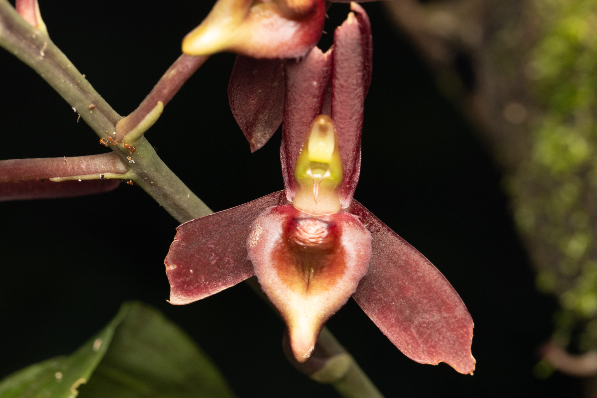 Catasetum tenebrosum