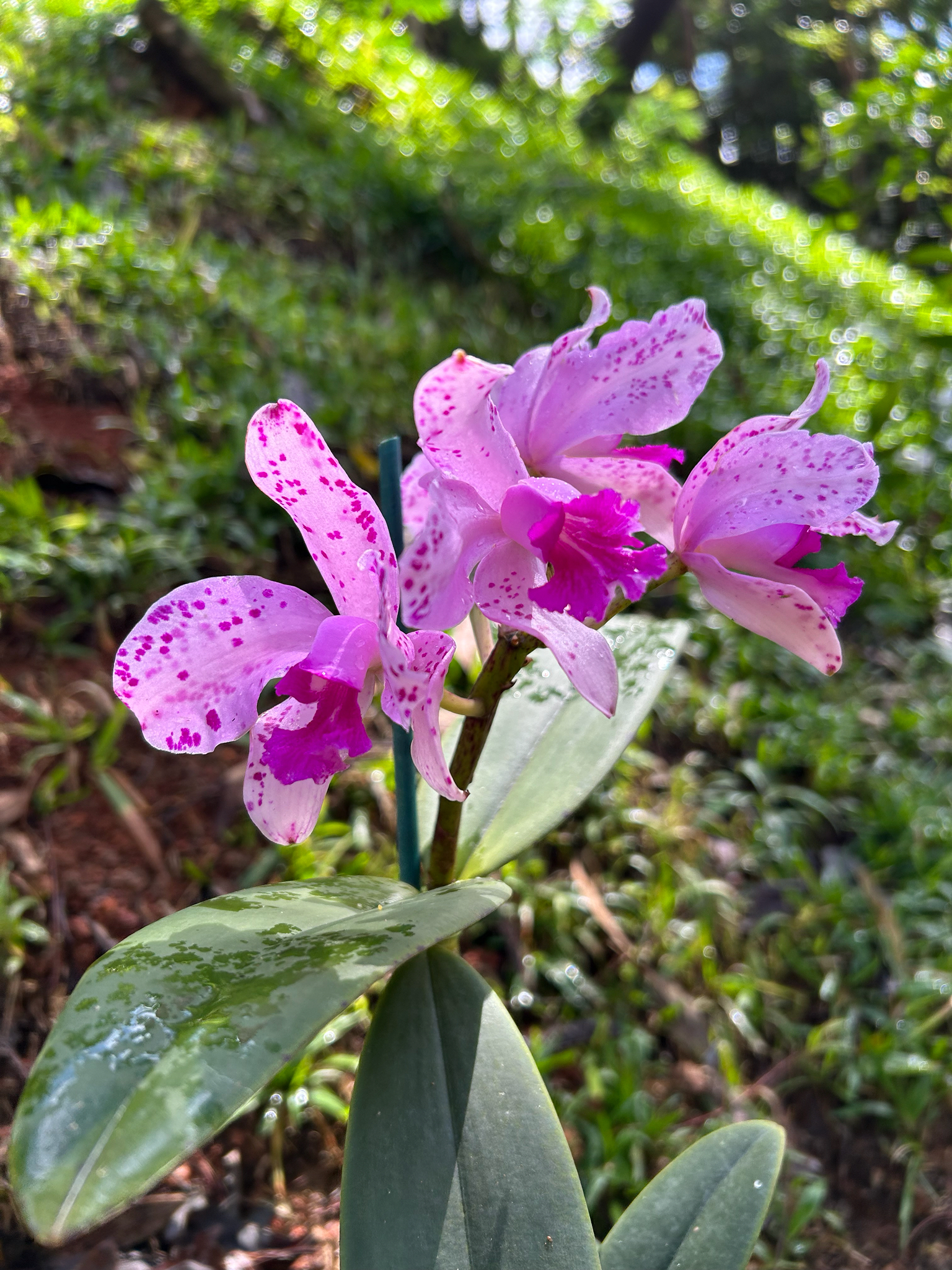 Cattleya amethystoglossa