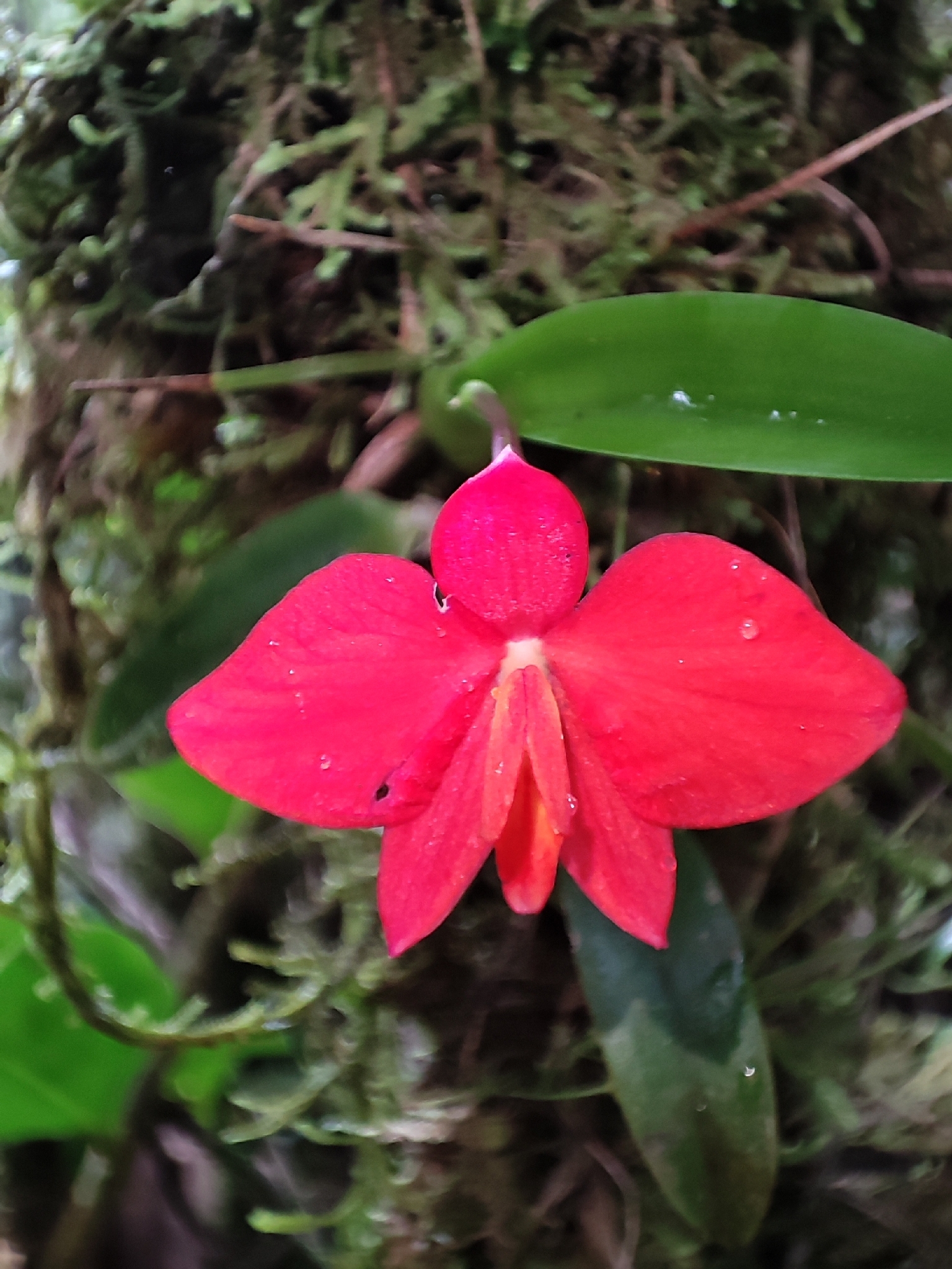 Cattleya coccinea