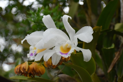 Cattleya