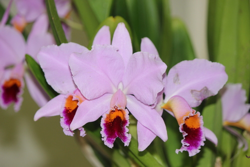Cattleya percivaliana