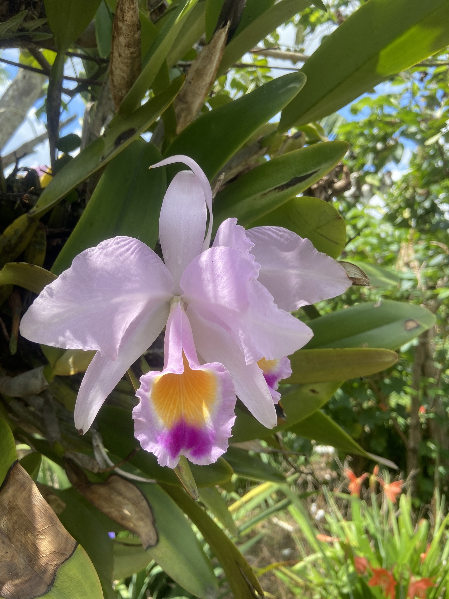 Cattleya trianae