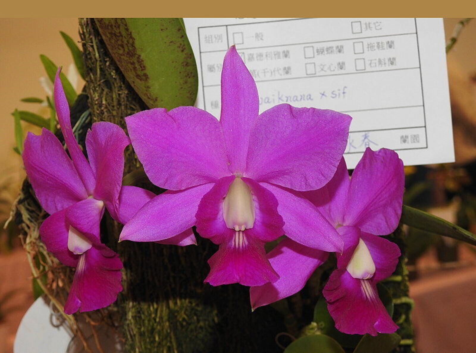 Cattleya walkeriana