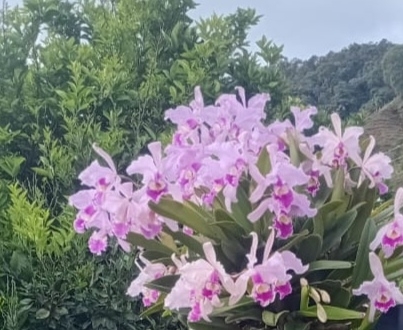 Cattleya warscewiczii