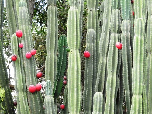 Cereus