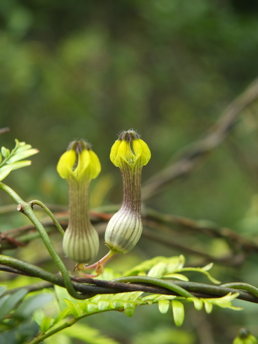 Ceropegia