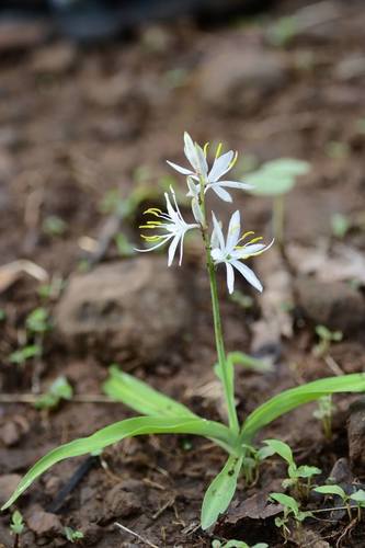 Chlorophytum