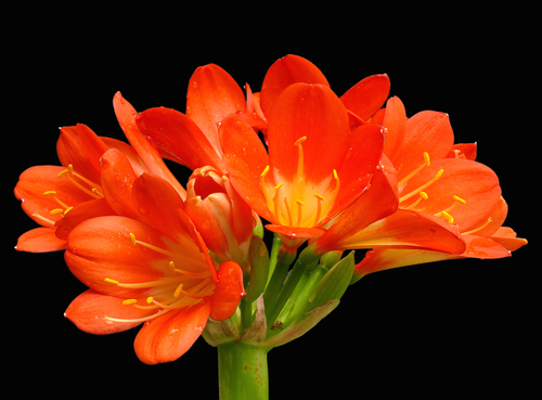 Clivia
