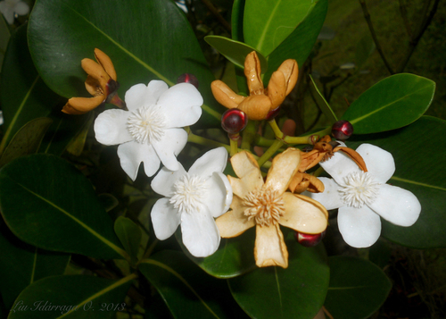 Clusia criuva