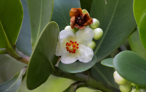 Clusia fluminensis