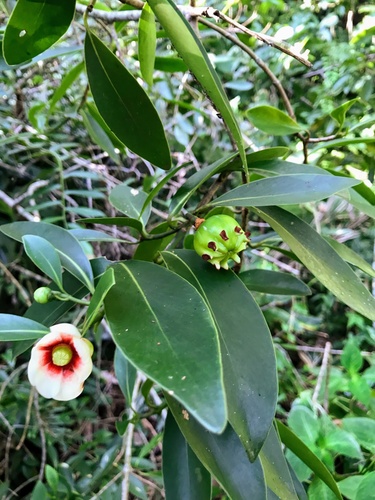 Clusia lanceolata