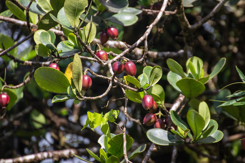Clusia major