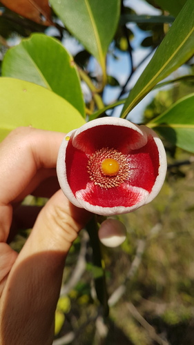 Clusia nemorosa