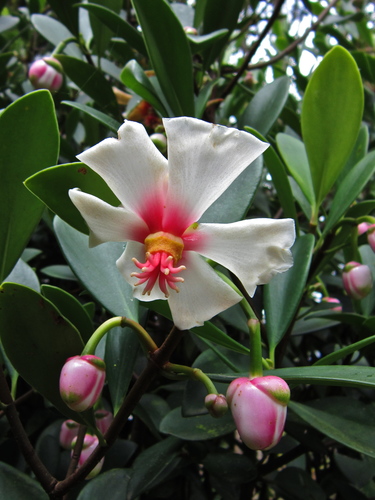 Clusia orthoneura
