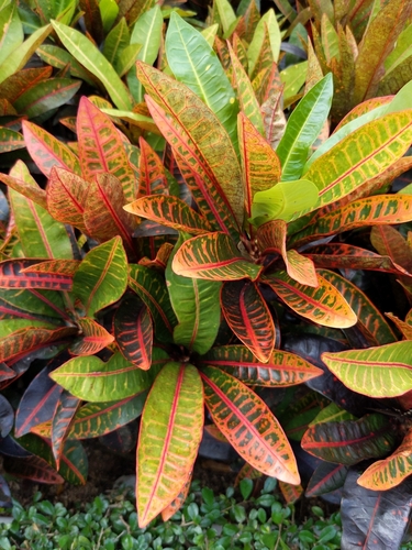 Codiaeum
