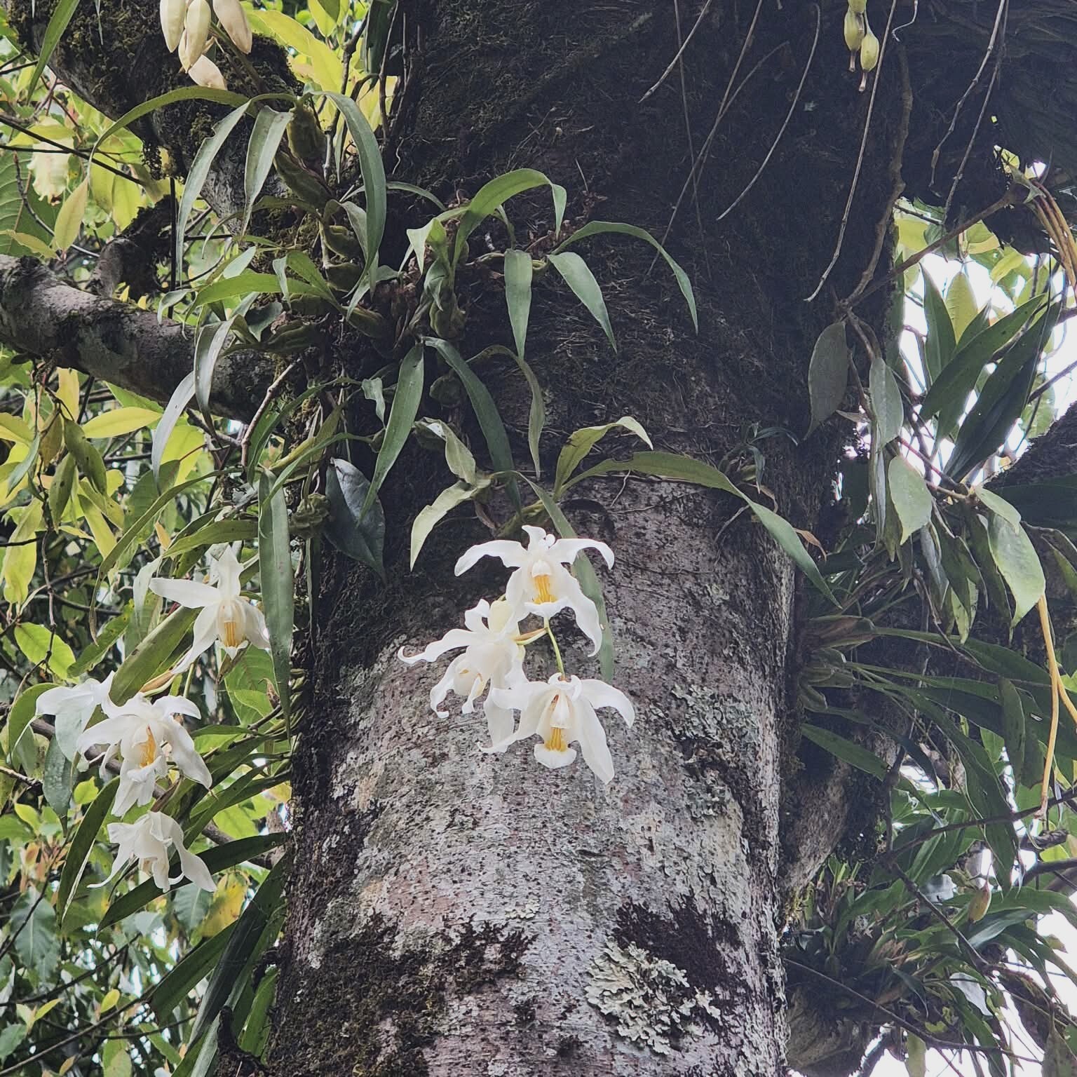 Coelogyne cristata