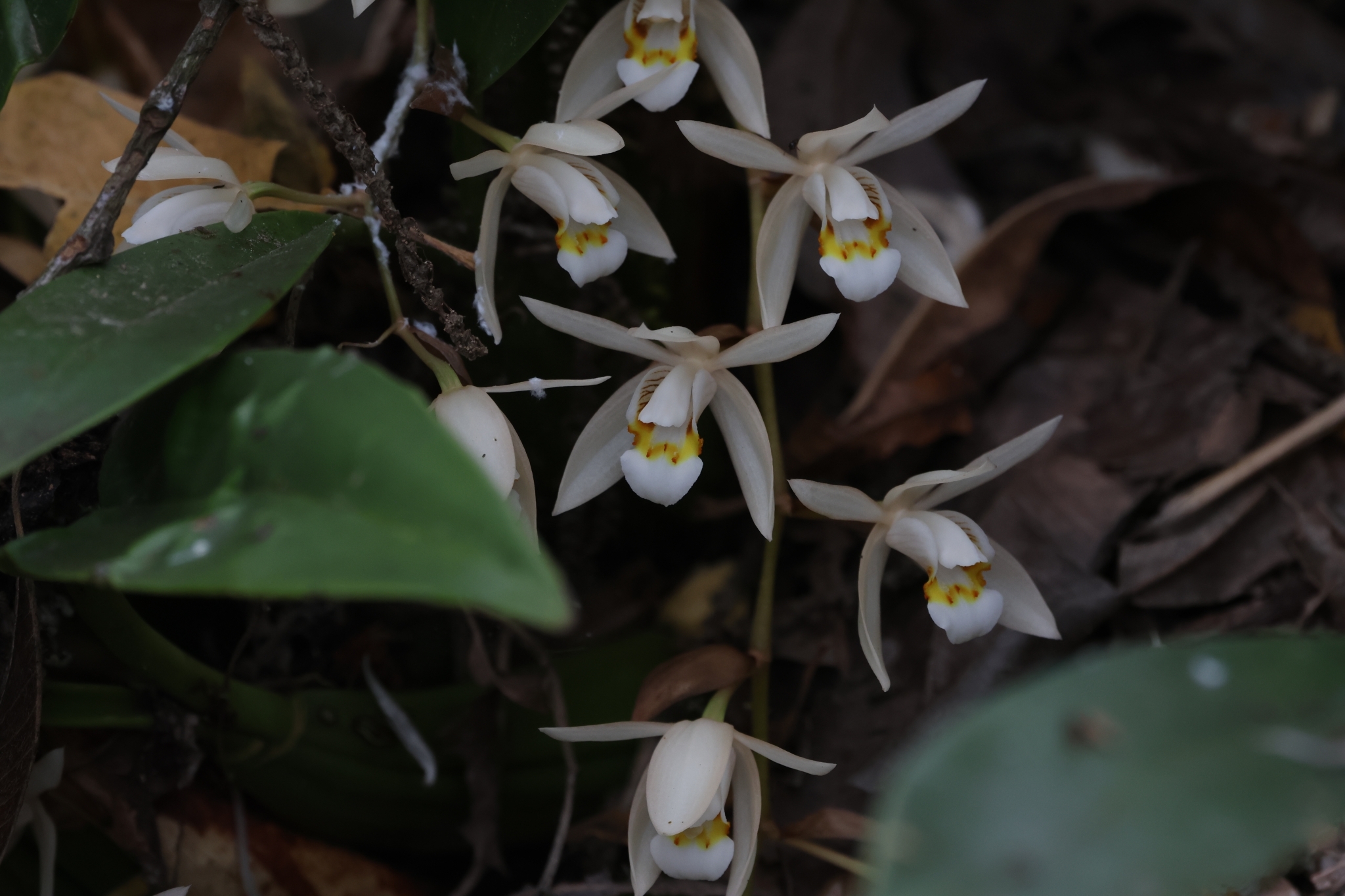 Coelogyne flaccida