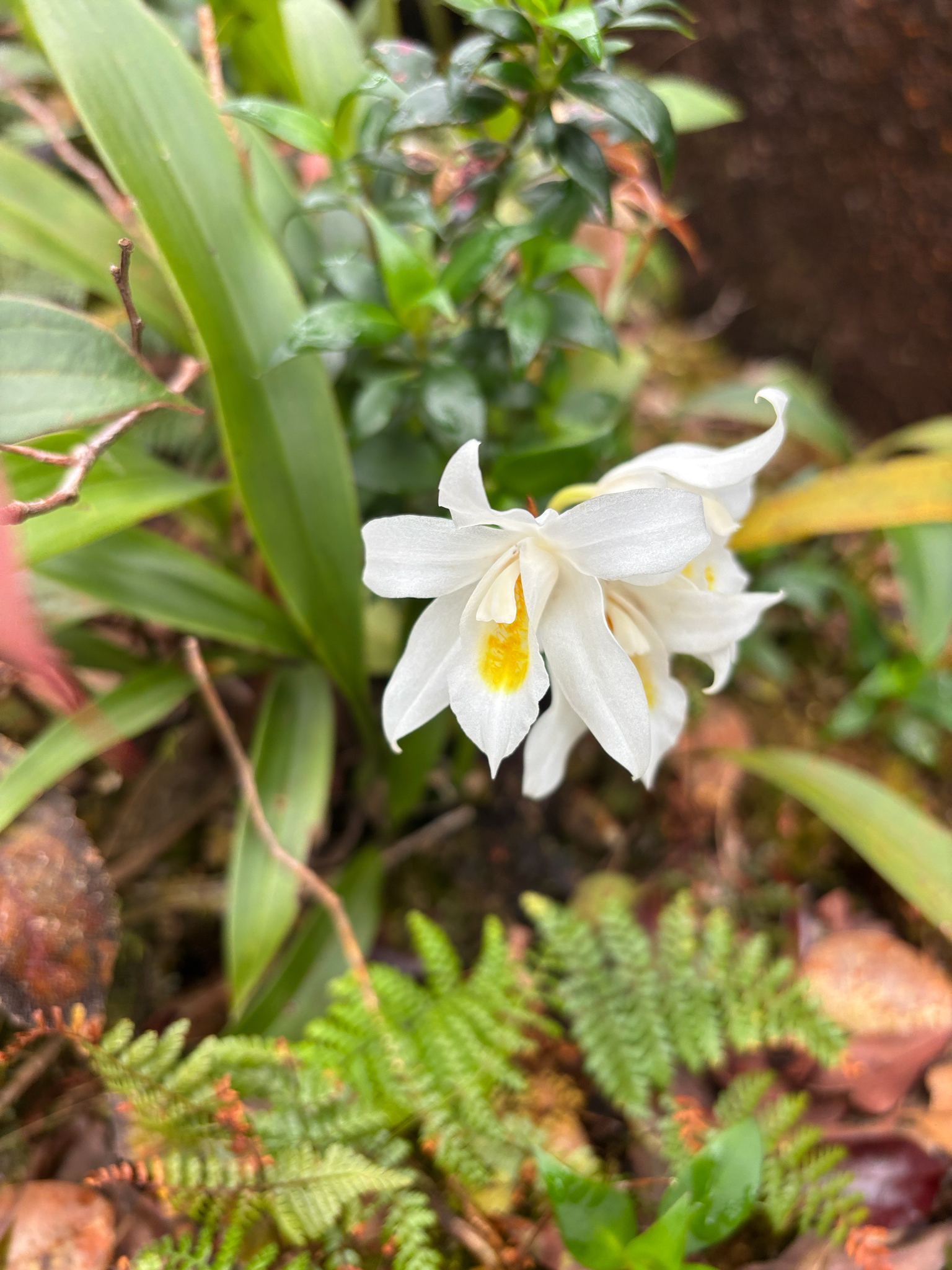 Coelogyne mooreana