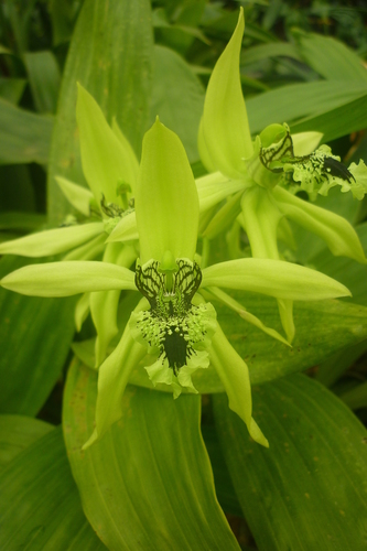 Coelogyne