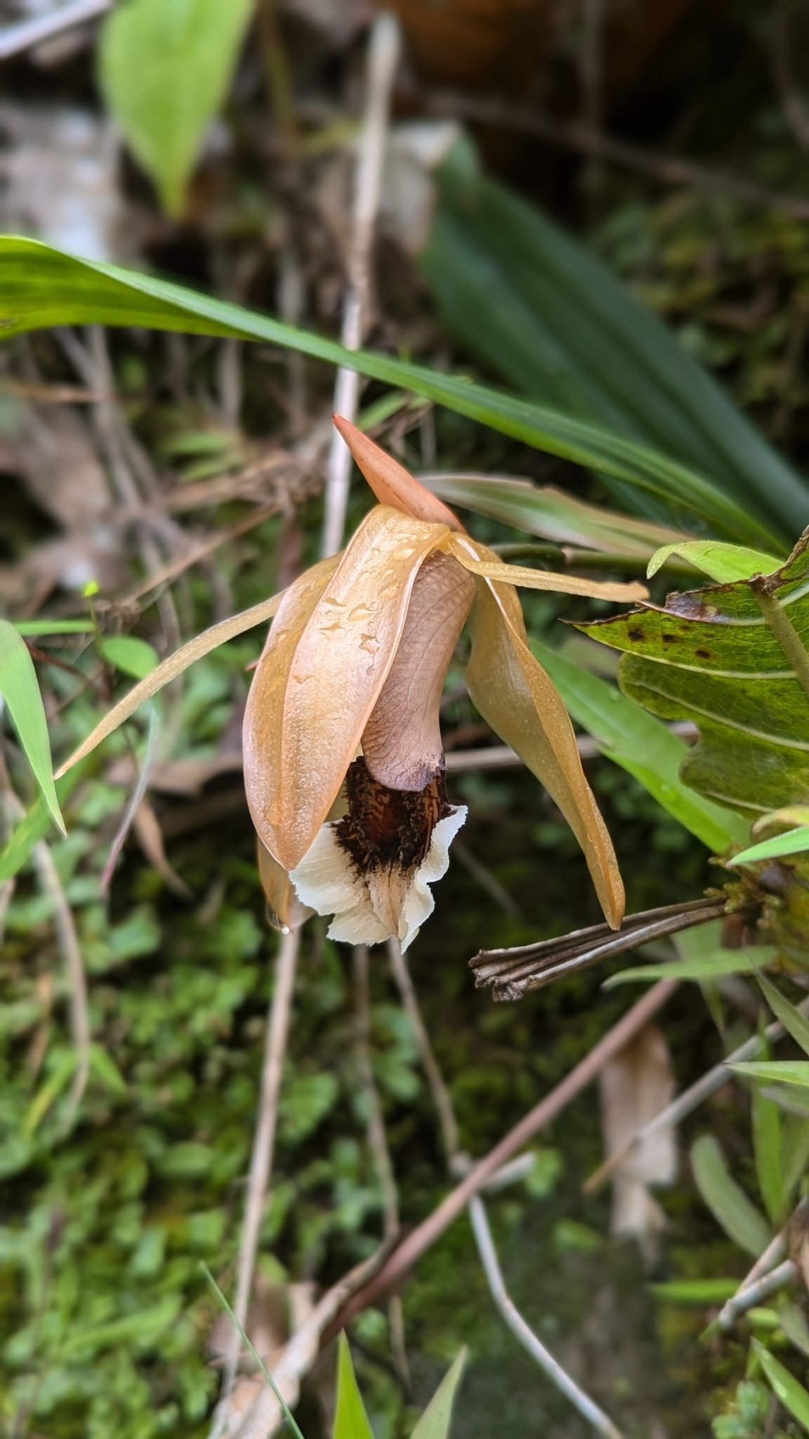 Coelogyne speciosa