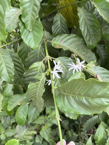 Coffea canephora