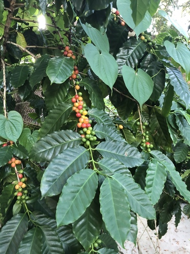 Coffea