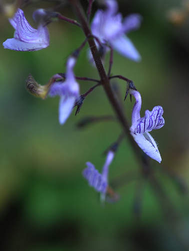 Coleus