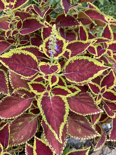 Coleus scutellarioides