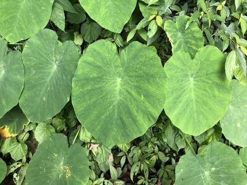 Colocasia