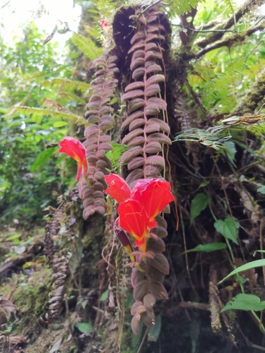 Columnea gloriosa