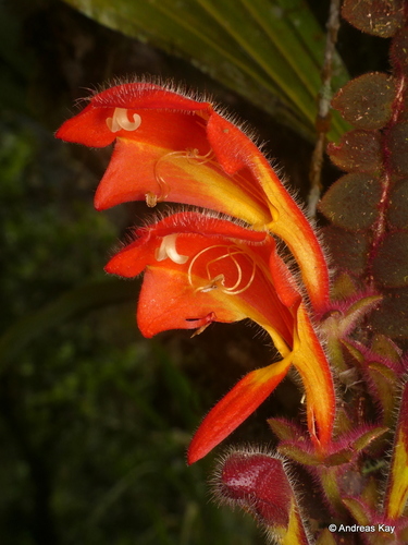 Columnea