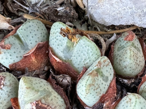 Conophytum bilobum