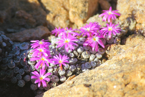 Conophytum