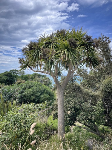 Cordyline australis