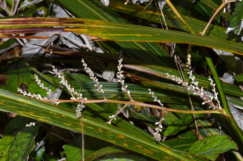 Cordyline banksii