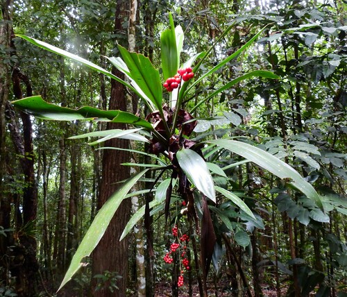 Cordyline cannifolia