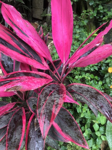 Cordyline fruticosa