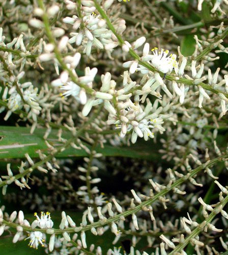Cordyline obtecta