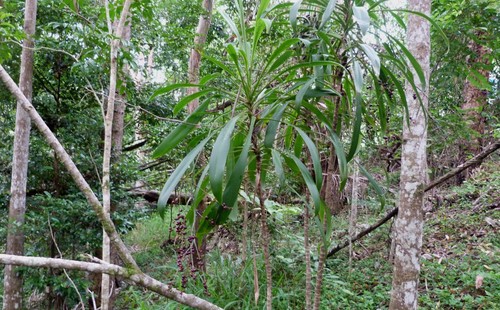Cordyline petiolaris