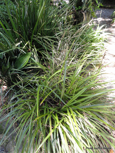 Cordyline pumilio