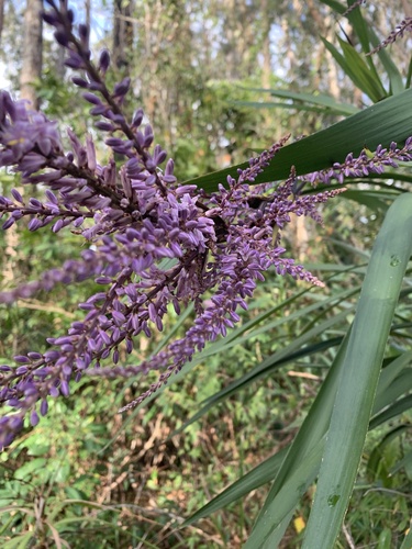 Cordyline stricta
