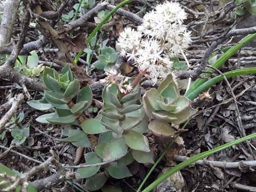 Crassula lactea