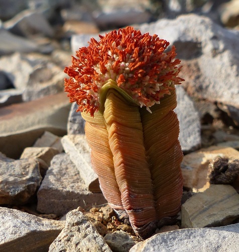 Crassula