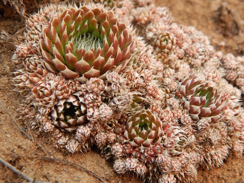 Crassulaceae