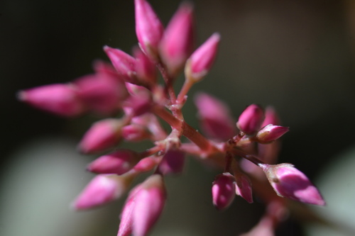 Crassuloideae