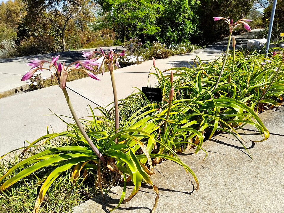 Crinum x powellii